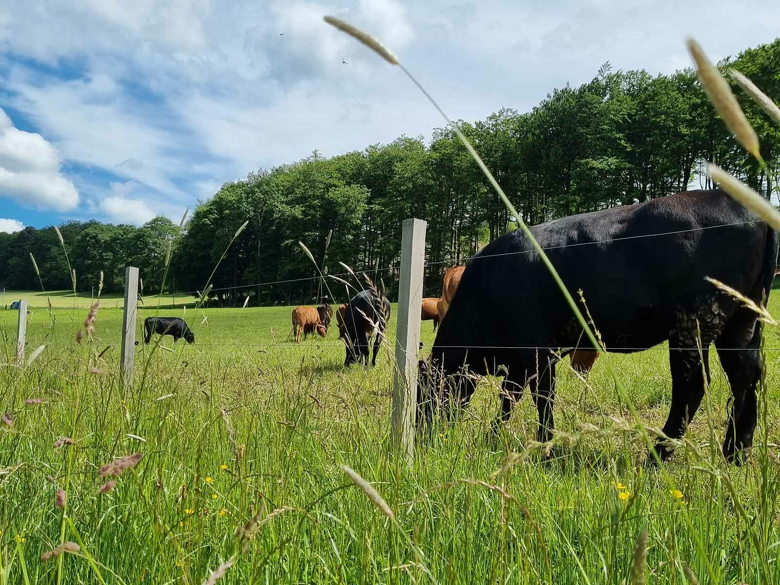 Details (Regional) Regionalentwicklung Oben an der Volme e.V.